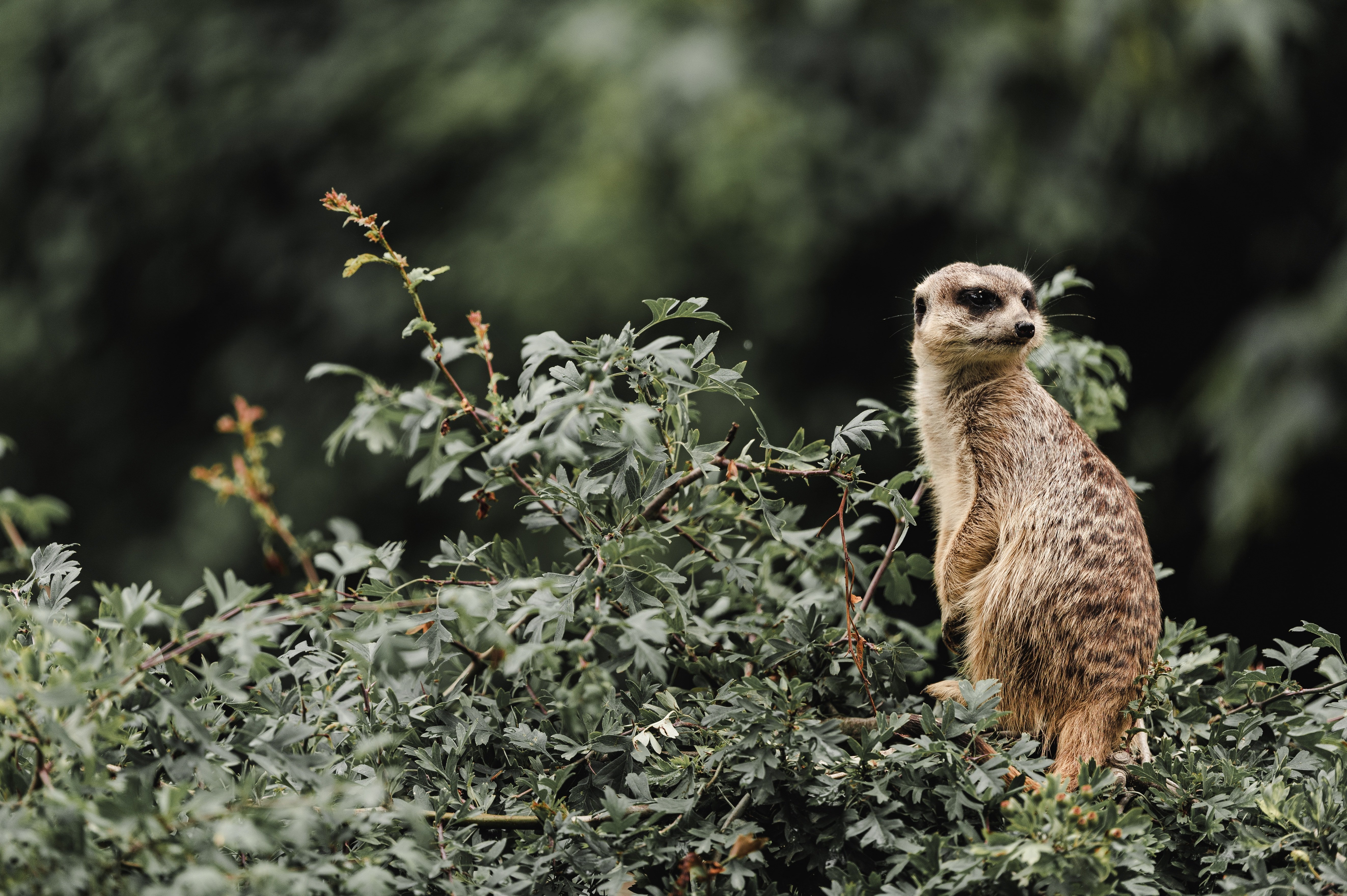 Licenciatura en Comportamiento Animal (con prácticas profesionales)