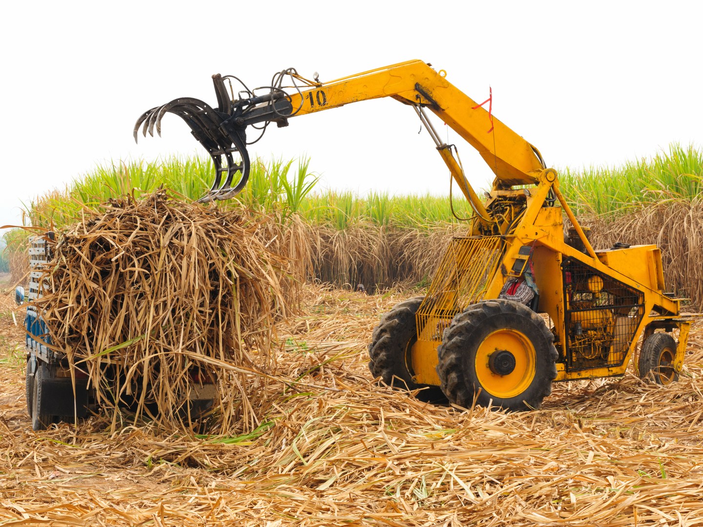 Agricultural Sciences