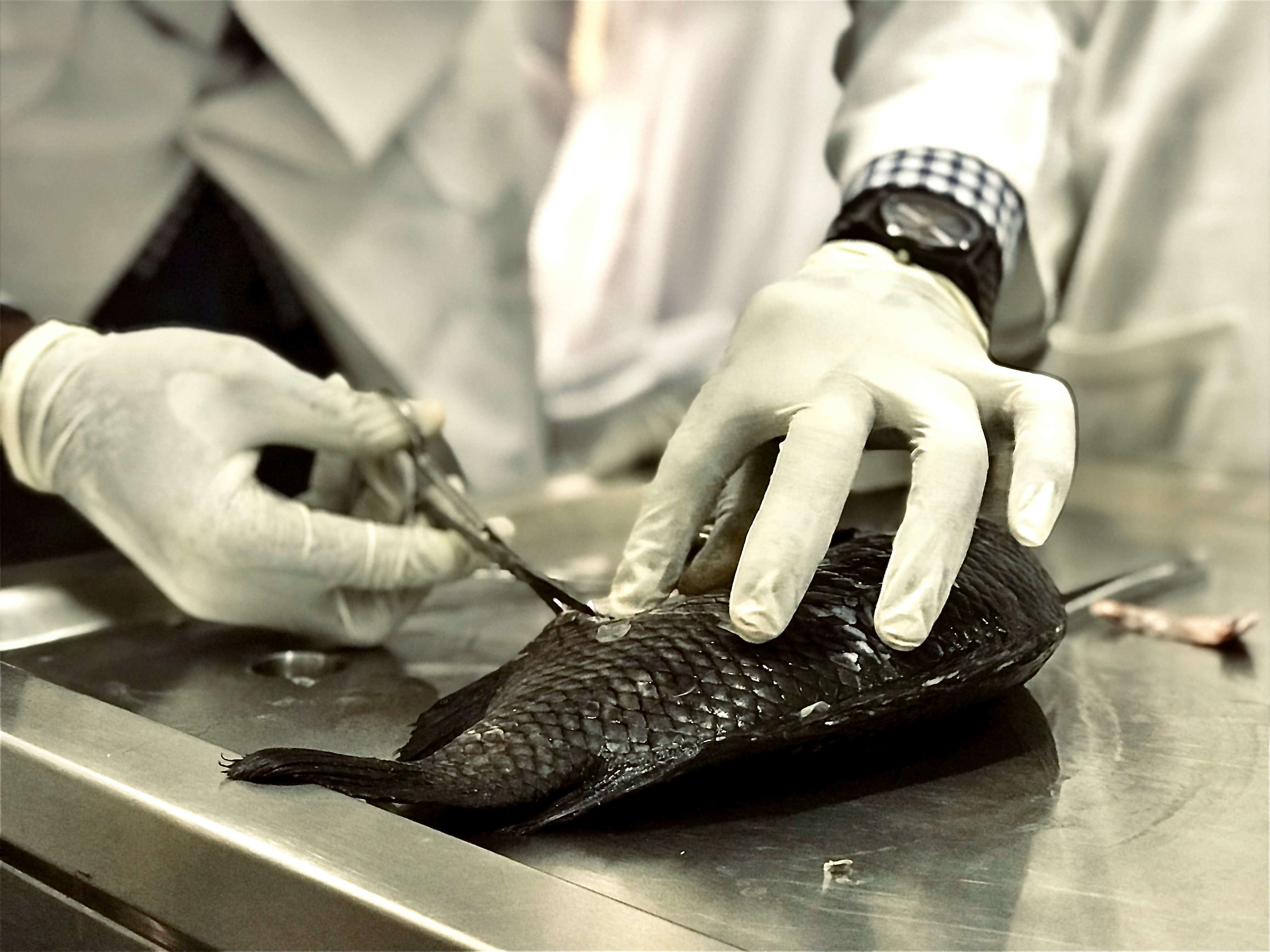 Assistant in Pathology