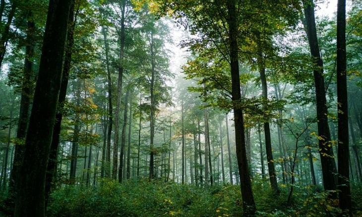 Conservation with Forestry BSc (Hons)
