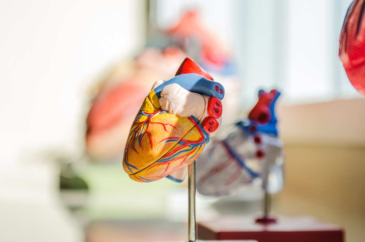 Maestría en Anatomía Humana
