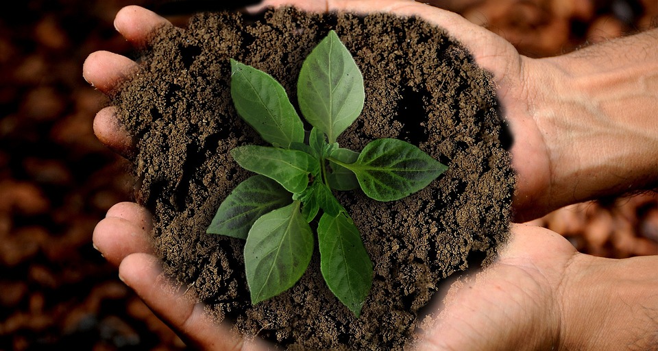 Sustainability Studies (MA - MS)